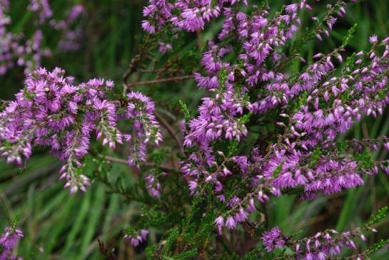 Akzent Hotel Zur Grünen Eiche 11