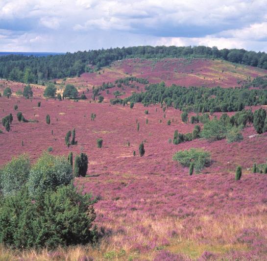 Akzent Hotel Zur Grünen Eiche 8