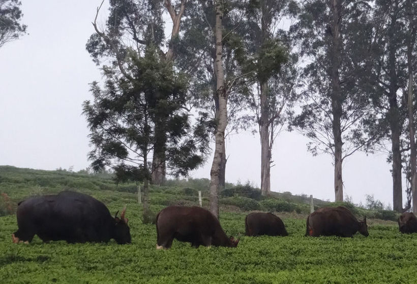 Hotel Green Nest Resort 14