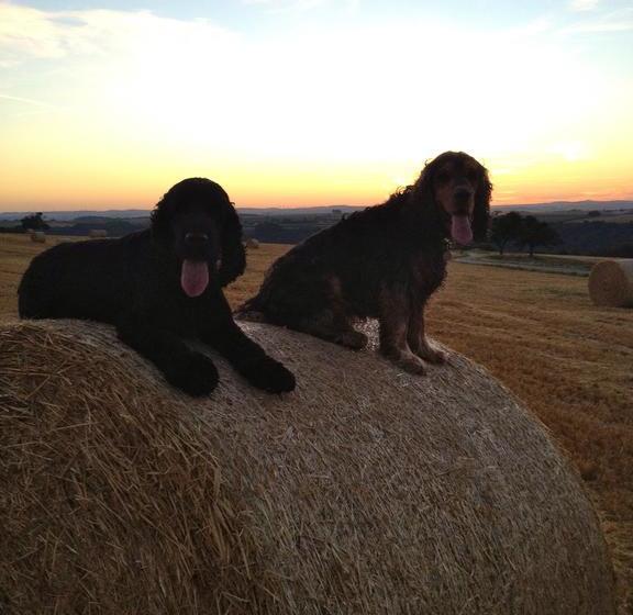 Moselhotel & Restaurant Peifer 13