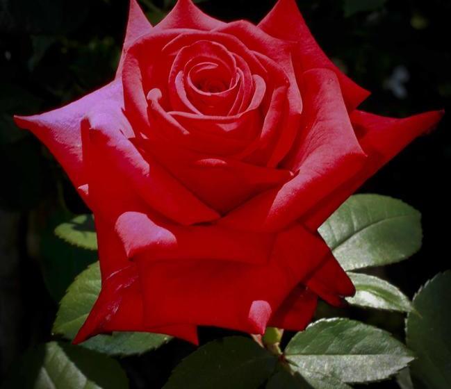 Pension Montagu Vines 5