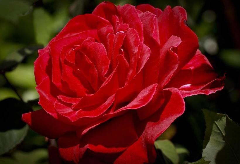 Pension Montagu Vines 7