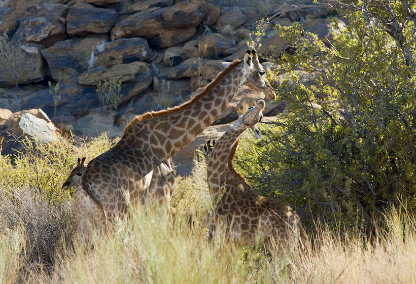 Hotel Tutwa Desert Lodge 19