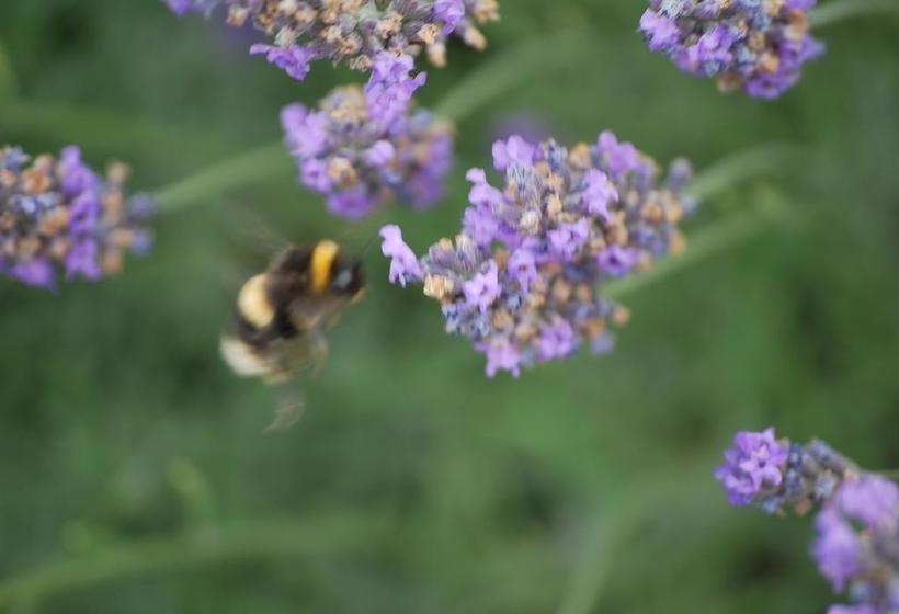Carrick Lodge Motel 7