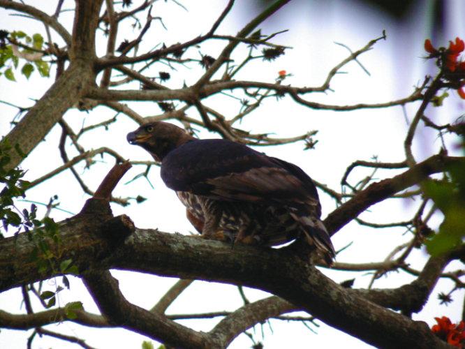 Bed and Breakfast The Loerie Hide 15