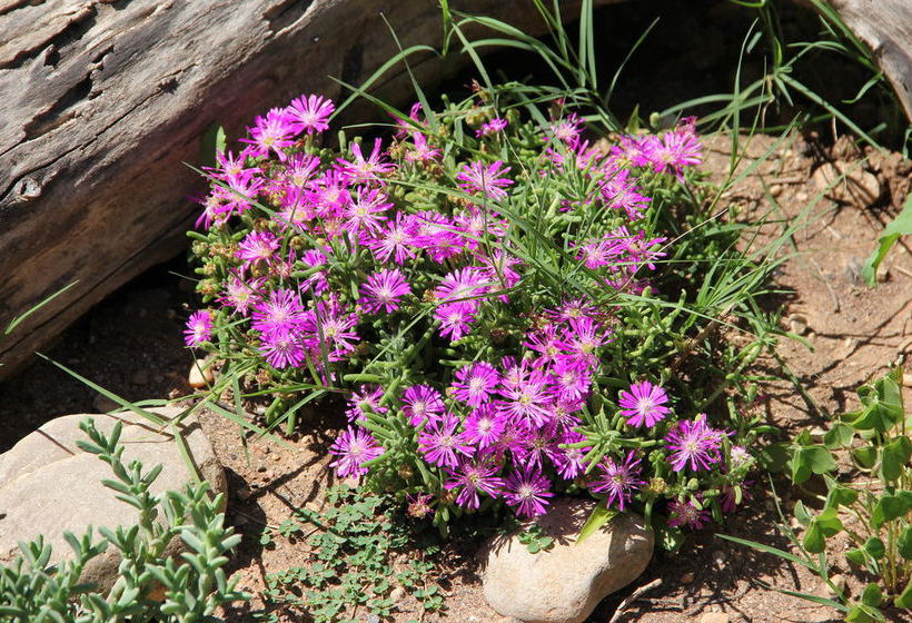 Pension The Gumtree Guesthouse 4