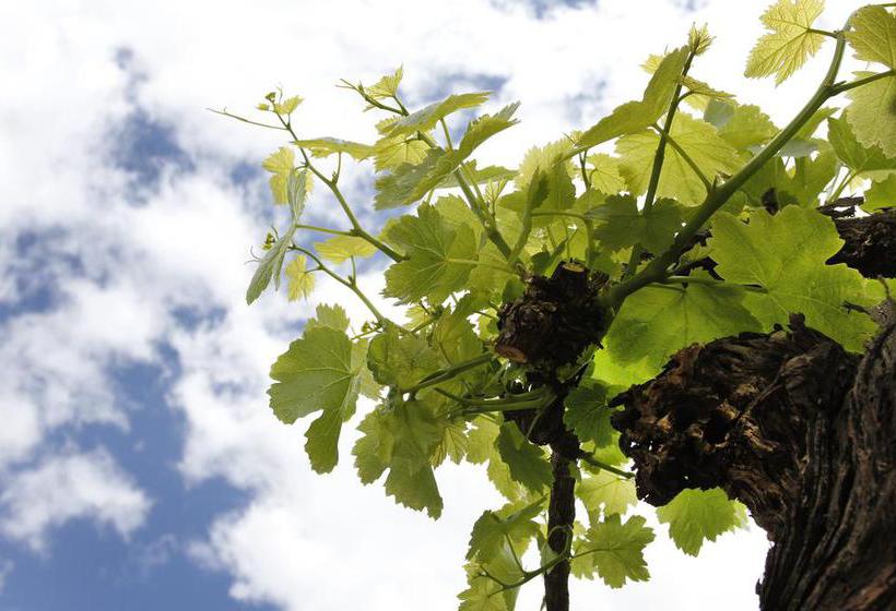 De Doornkraal Historic Country House Boutique 11