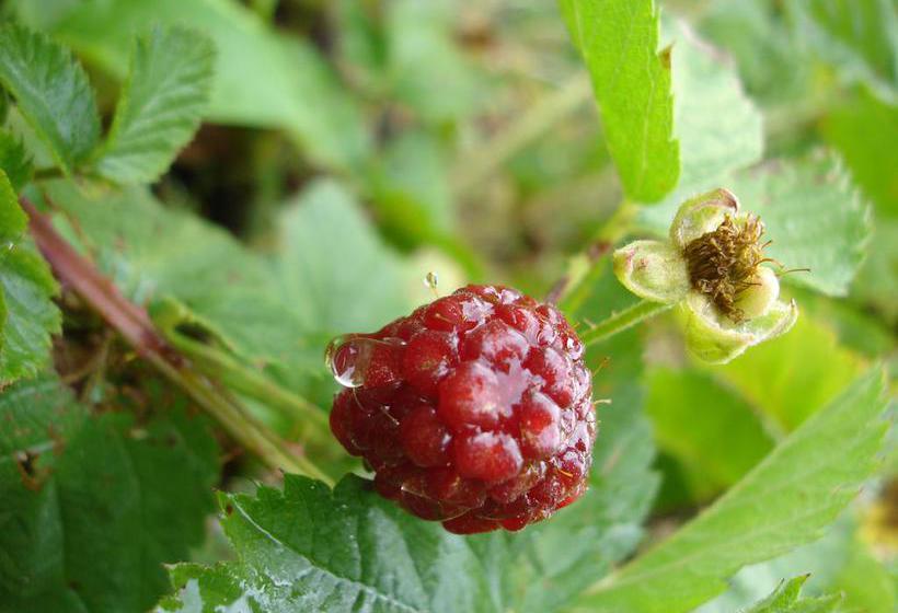 De Doornkraal Historic Country House Boutique 13