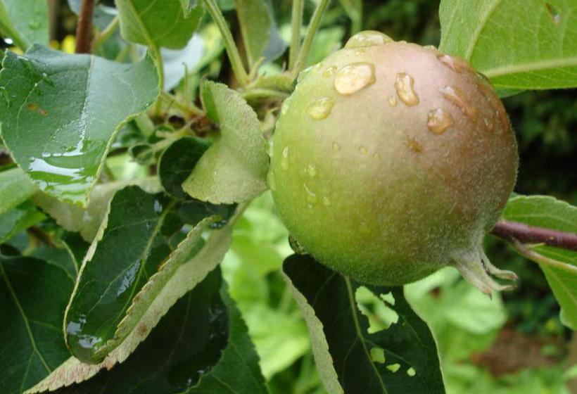 De Doornkraal Historic Country House Boutique 14