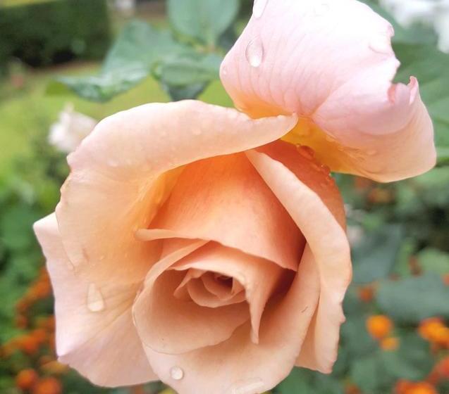 Pension Adley House 1