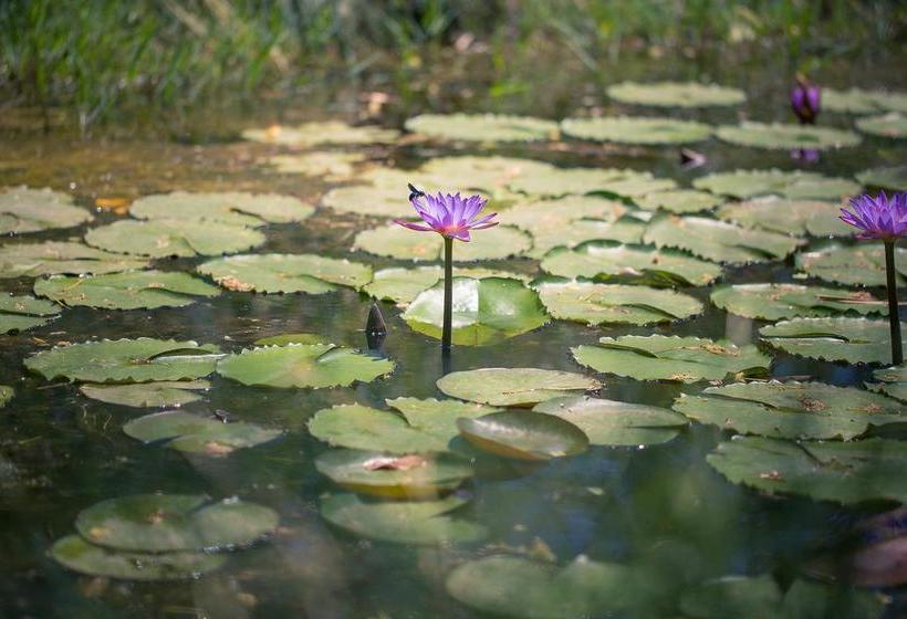 Hotel Jims Jungle Retreat 11