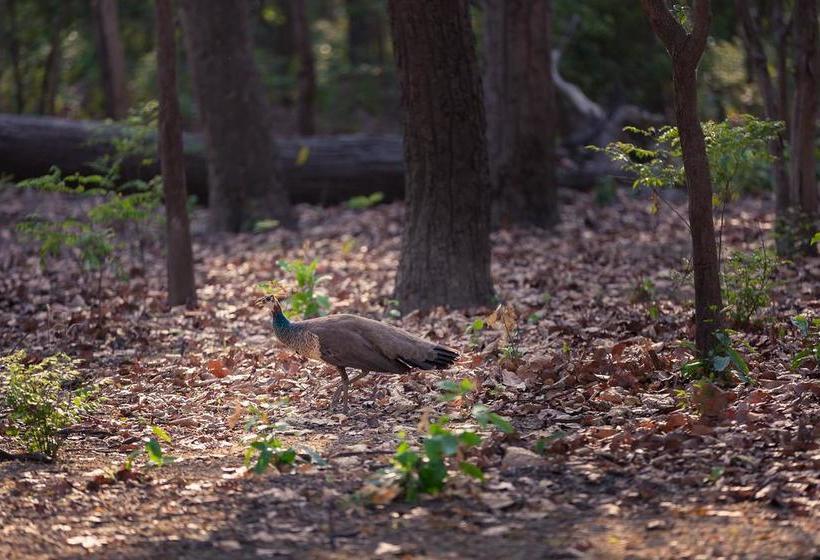 Hotel Jims Jungle Retreat 2