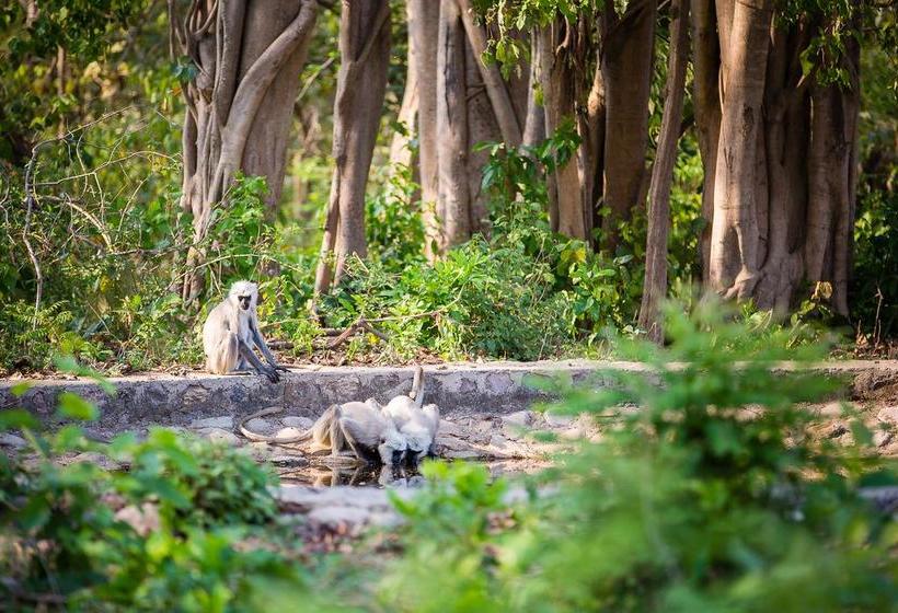 Hotel Jims Jungle Retreat 3