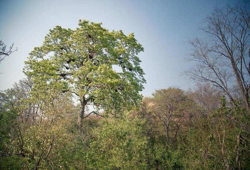 Hotel Jims Jungle Retreat 6