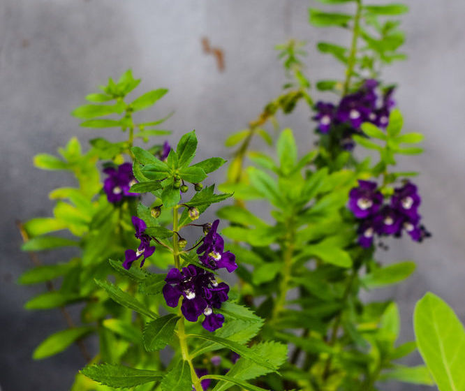 Hotel Kaya Mani Thai Villa Resort Samui 1