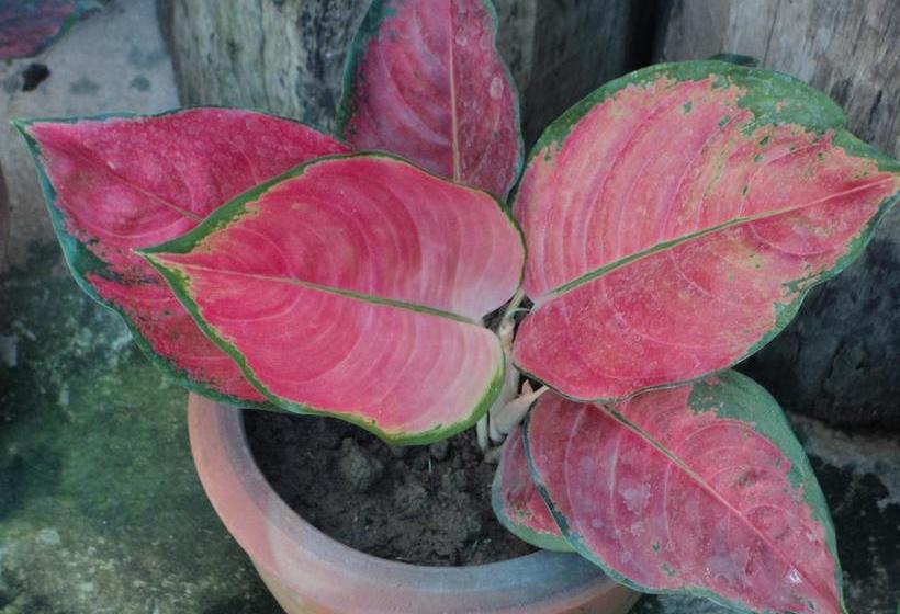 Pension Baan Suan Mai Ngam Resort 11