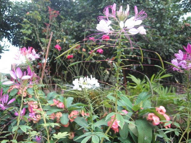 Pension Baan Suan Mai Ngam Resort 7