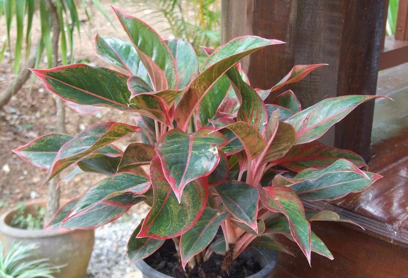 Pension Baan Suan Mai Ngam Resort 9