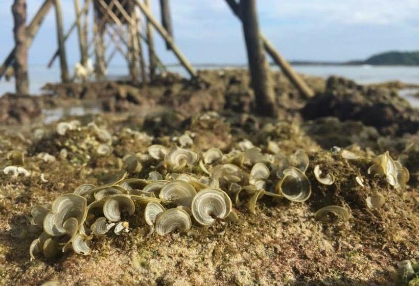 Hotel Dusita Resort Kohkood 18