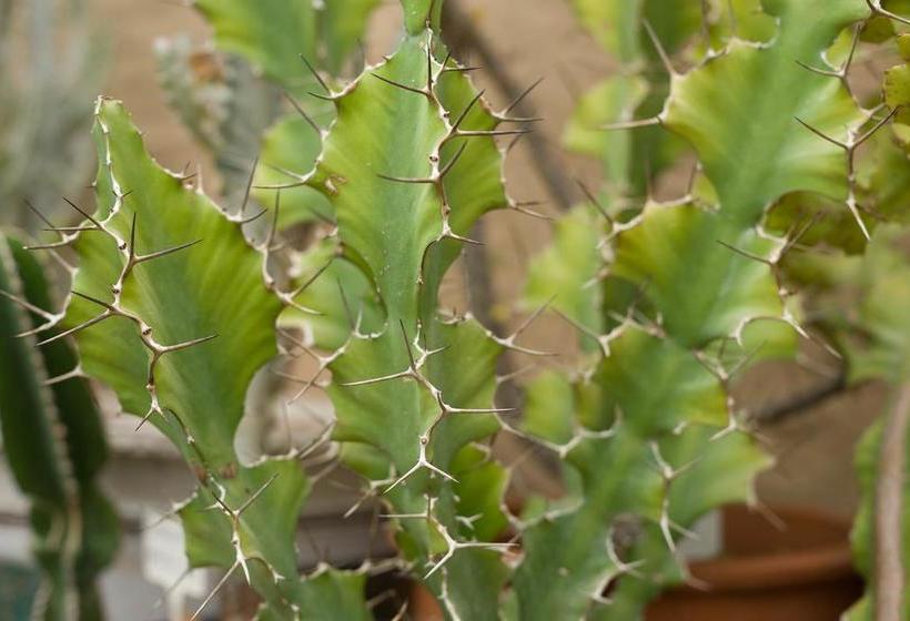 Pension Aan De Bergen Guesthouse 5