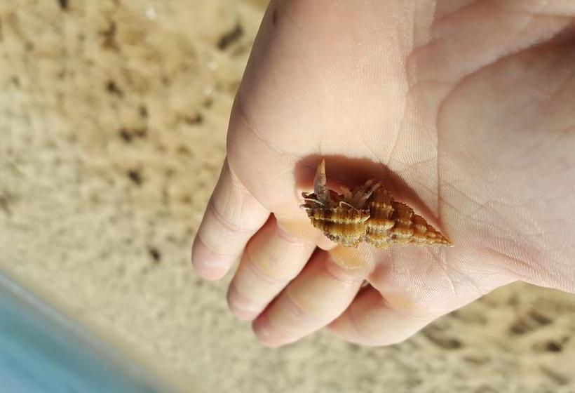 Vii Muay Thai Gym & Beach Resort 8