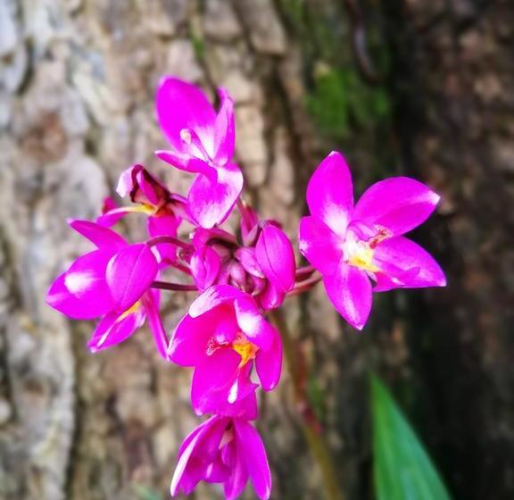 Khong Chiam Orchid Riverside Resort 15