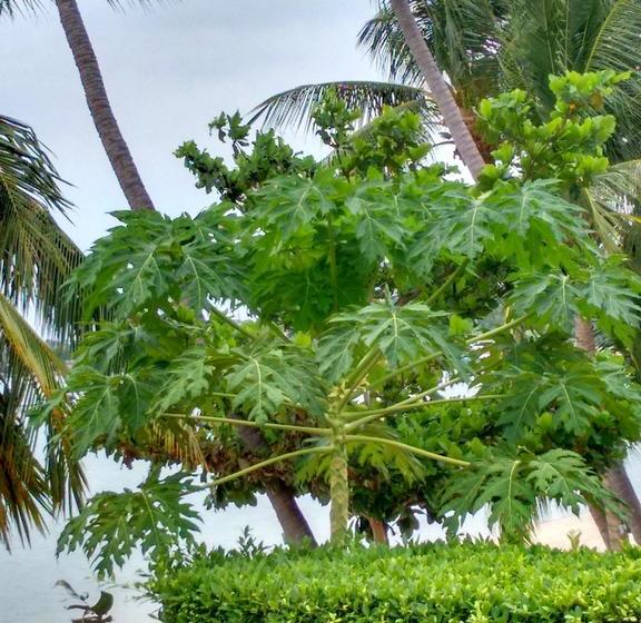 Bed and Breakfast Ocean 11 Residence 1