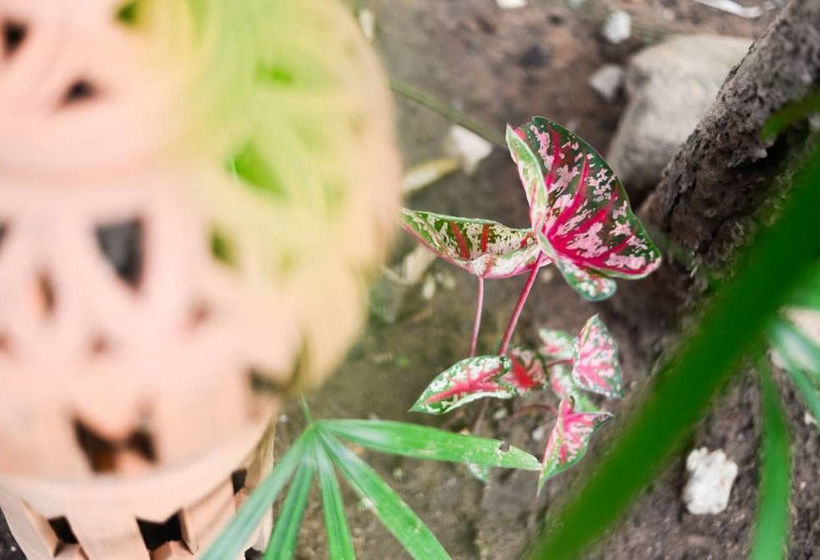 Hotel Pai Wood Life Resort 16