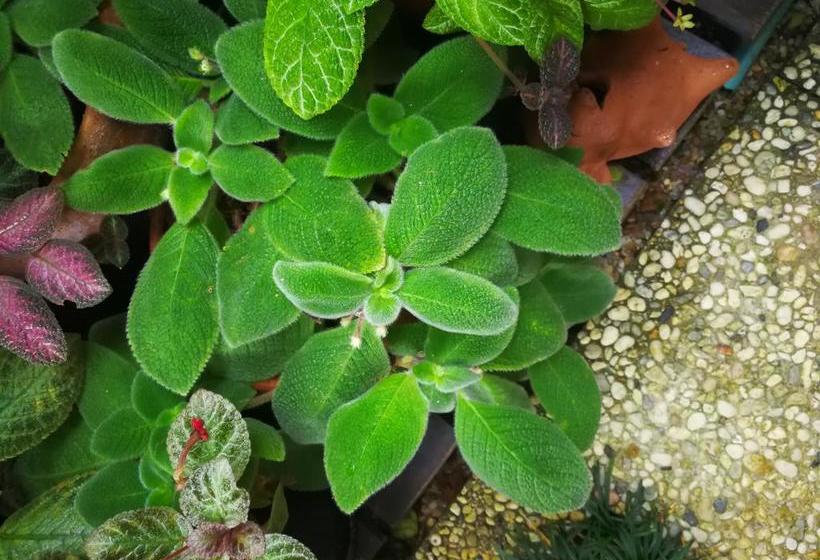 Bed and Breakfast The House Boutique Hostel Lampang