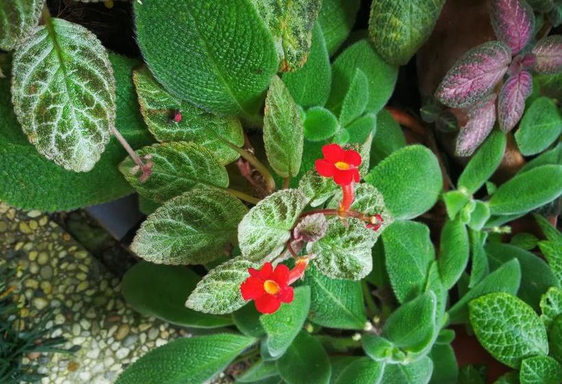 Bed and Breakfast The House Boutique Hostel 1