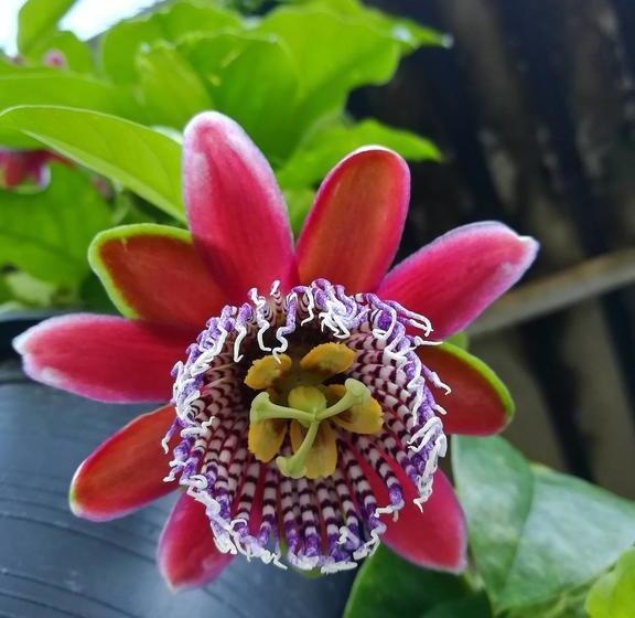 Bed and Breakfast Lampang Lanna Home 13