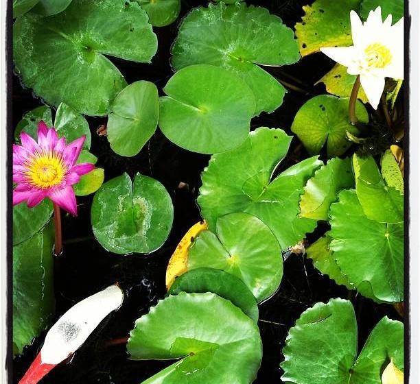 Hotel Bangchak Phuphan Resort 12