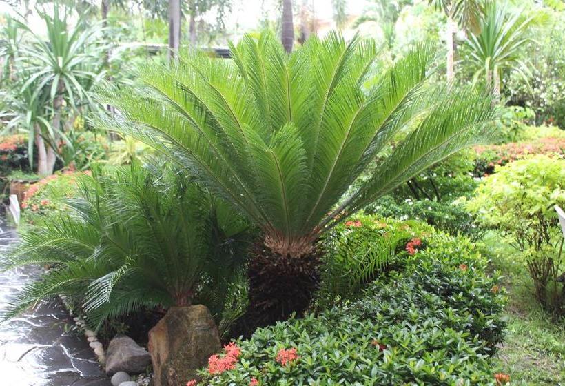 White Elephant Resort 10