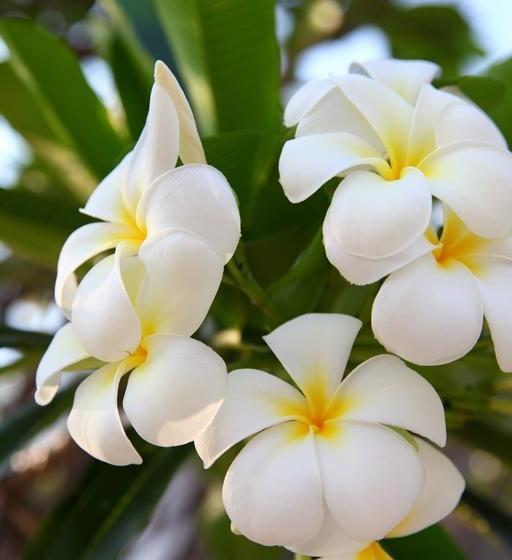 Hotel Korat Resort 6