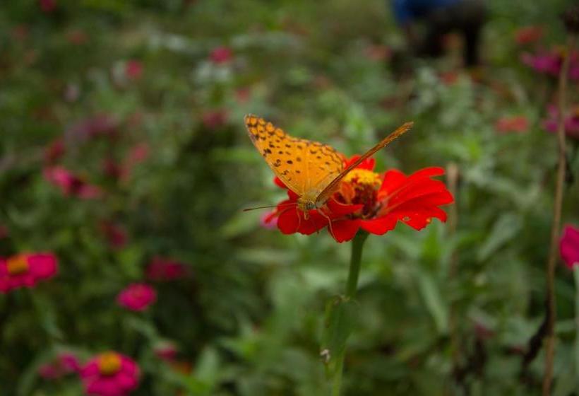 Hotel Kings Lodge 19