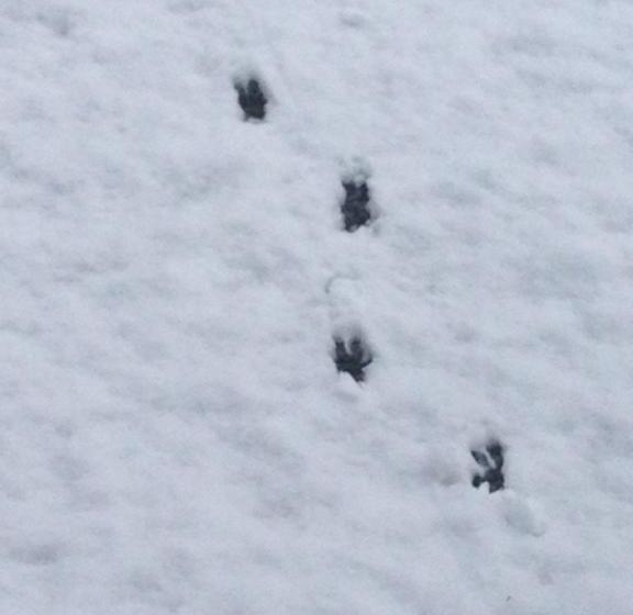 Bed & Breakfast Waldhaus Rose 19