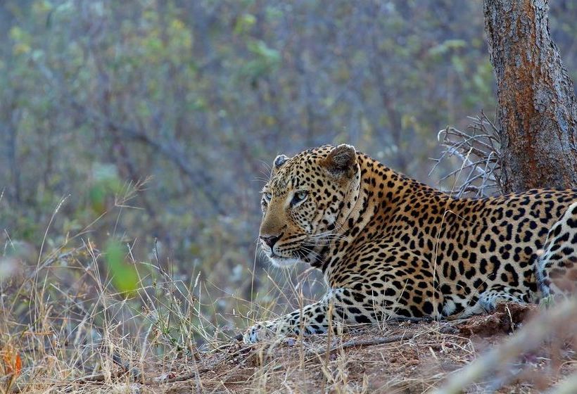 Hotel Sausage Tree Safari Camp 11