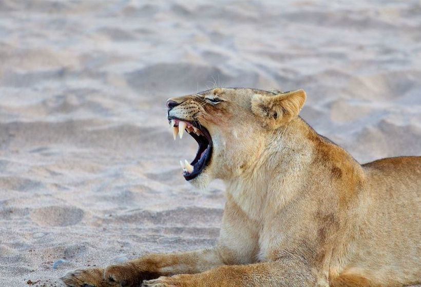 Hotel Sausage Tree Safari Camp 12