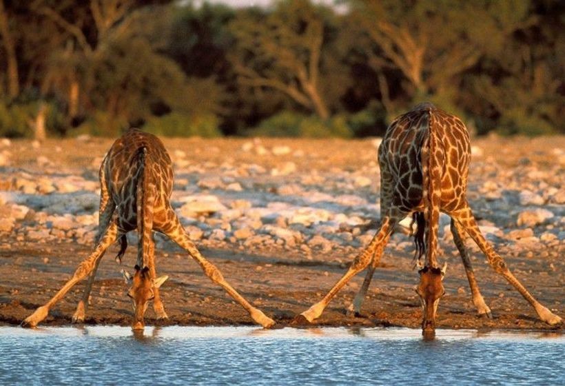 Hotel Sausage Tree Safari Camp 6