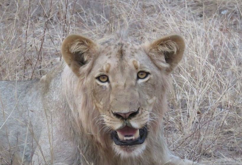 Hotel Sausage Tree Safari Camp 7