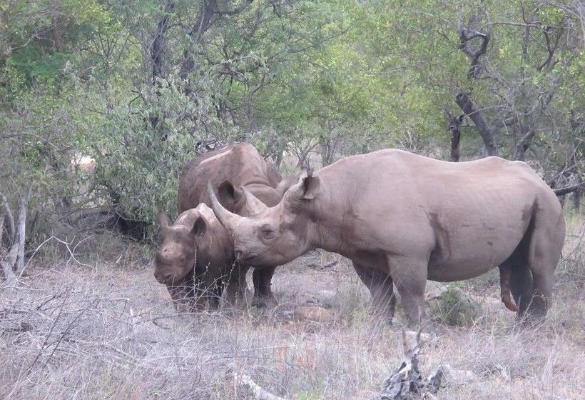 Hotel Sausage Tree Safari Camp 8