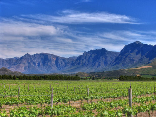 Seven Oaks Vineyard Cottages 18