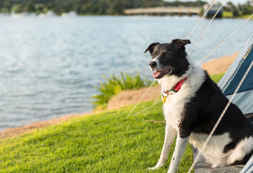 Hotel Waitangi Holiday Park 6