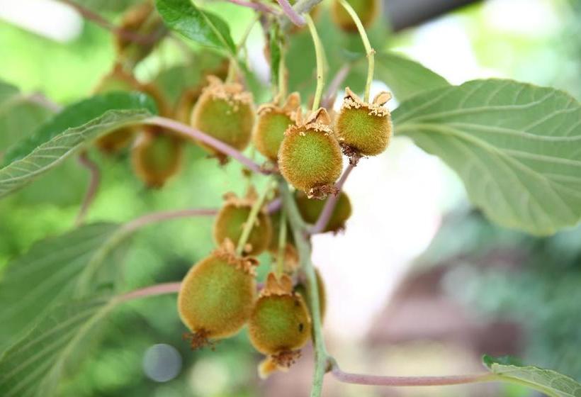 Hotel Pension Weinberg Mit Landhaus Nizza 9