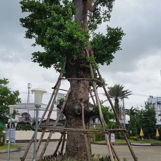 Hotel Park Inn Chiang Rai 12