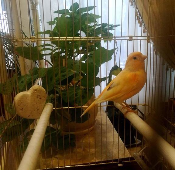 Resort Continental 2