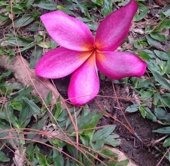 Hostel Baan Bua Guest House 18