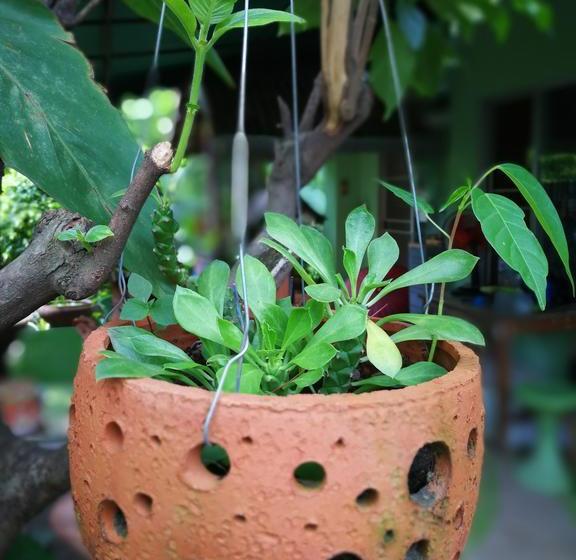 Hostel Baan Bua Guest House 4