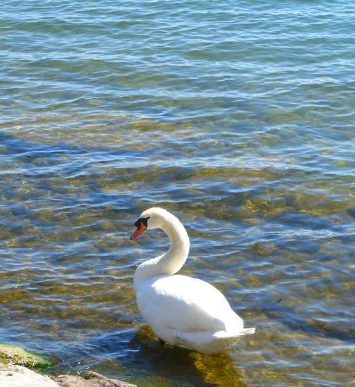 Hotel Garni Villa Rosengarten 4