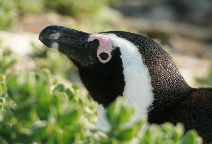 Hotel Simon's Town Guest House 12